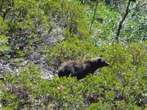 Bear #2 - High Sierra Trail, Sequoia National Park