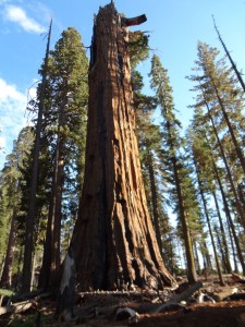 Washington giant sequoia, Giant Forest, Sequoia NP