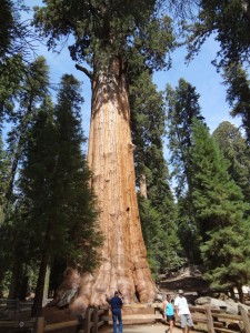 General Sherman, Giant Forest, Sequoia National Park