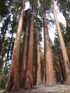 Stand of Sequoias, Sugar Bowl Grove, Sequoia National Park